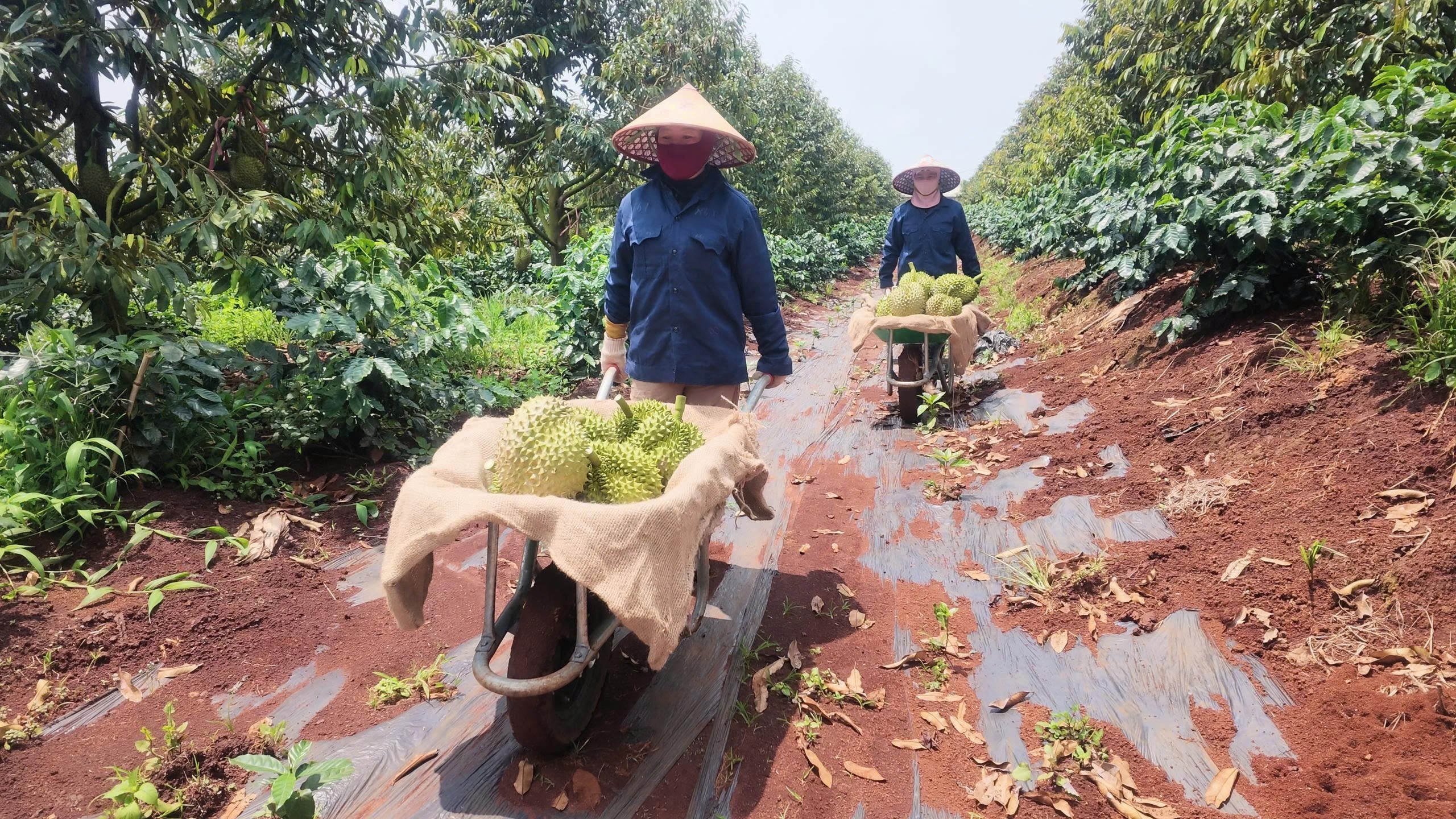 Vườn sầu riêng HAGL 2