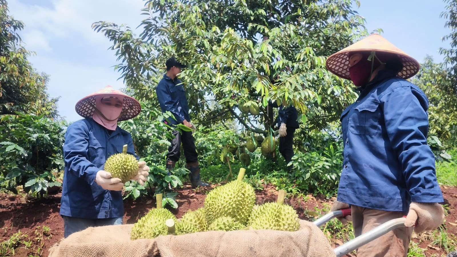 Vườn sầu riêng HAGL 3
