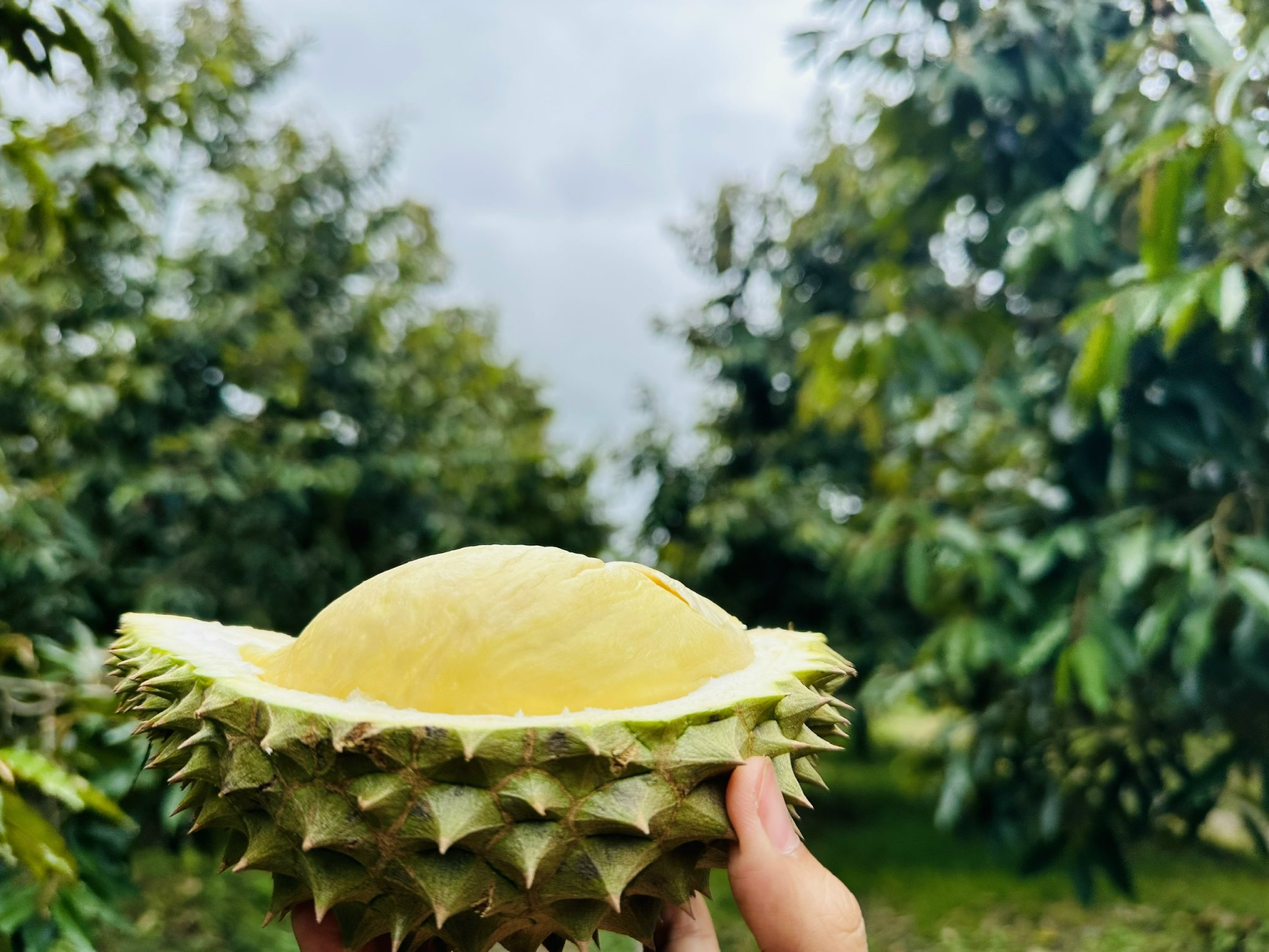 Vườn sầu riêng HAGL 4